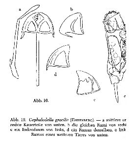 Donner, J (1964): Archiv für Hydrobiologie, Supplement 27/1 p.271, fig.10